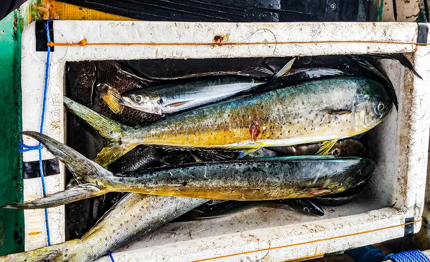 Spearfishers' daily catch