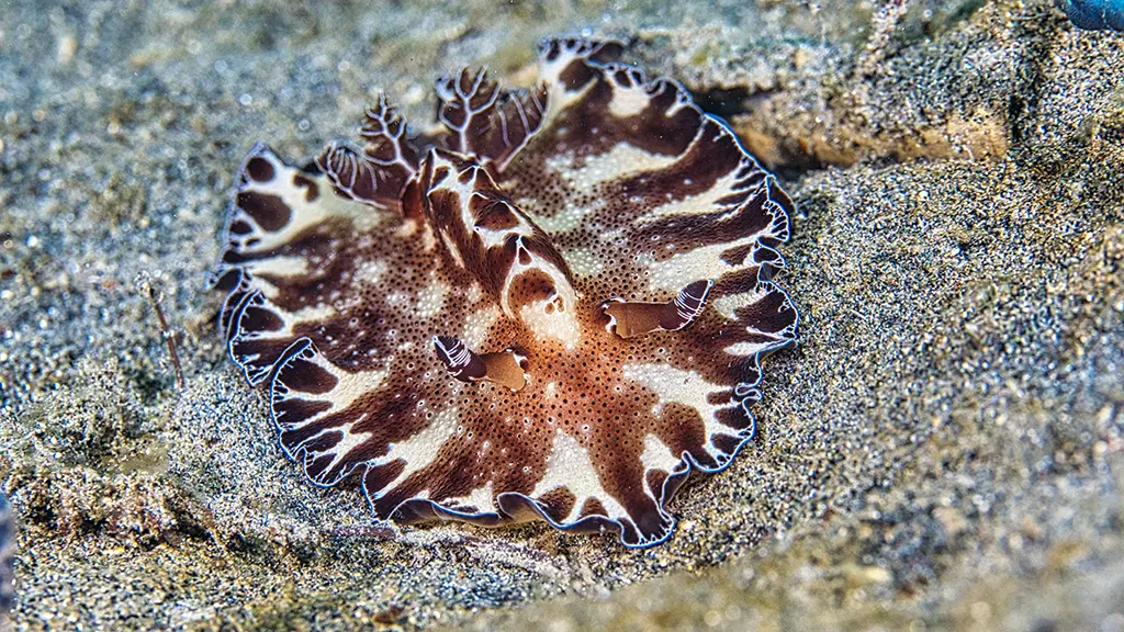 Discodoris nudibranch mimicing a flatworm (image credit: Peter Vogt)