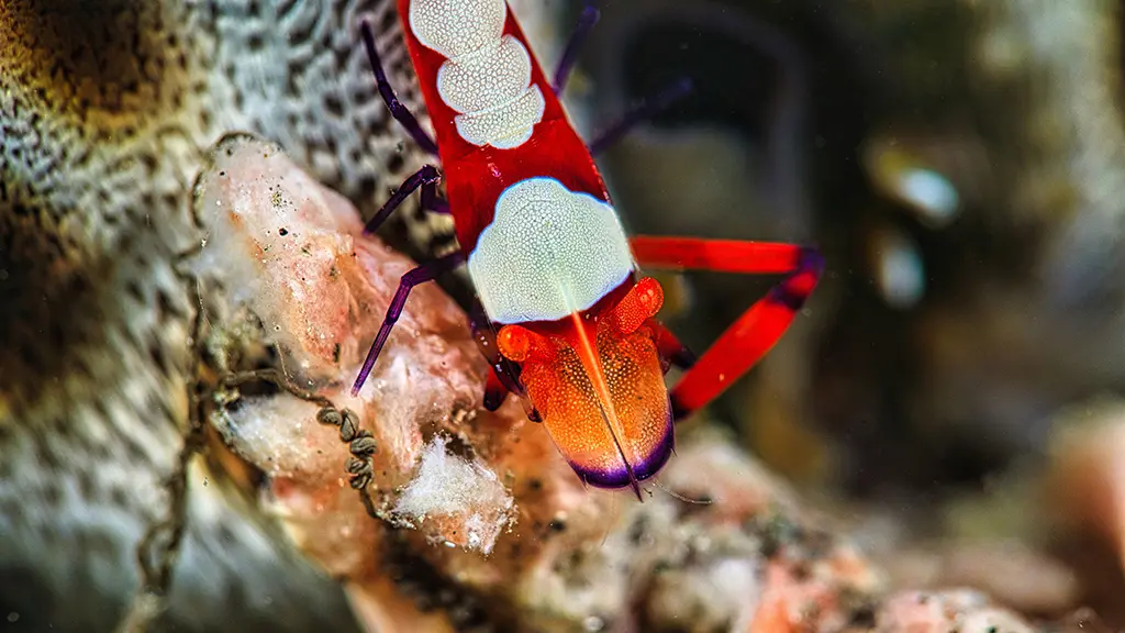 Emperor shrimp on a Cowrie shell (image credit: Peter Vogt)
