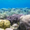 Diving in Menjangan Island
