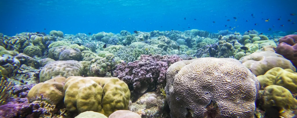 Diving in Menjangan Island
