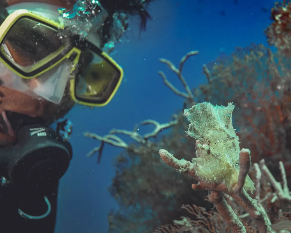 Leaf scorpionfish Taenianotus triacanthus photographed in Pemuteran Bay (image credit: Peter Vogt)