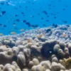 Boat Diving in Pemuteran