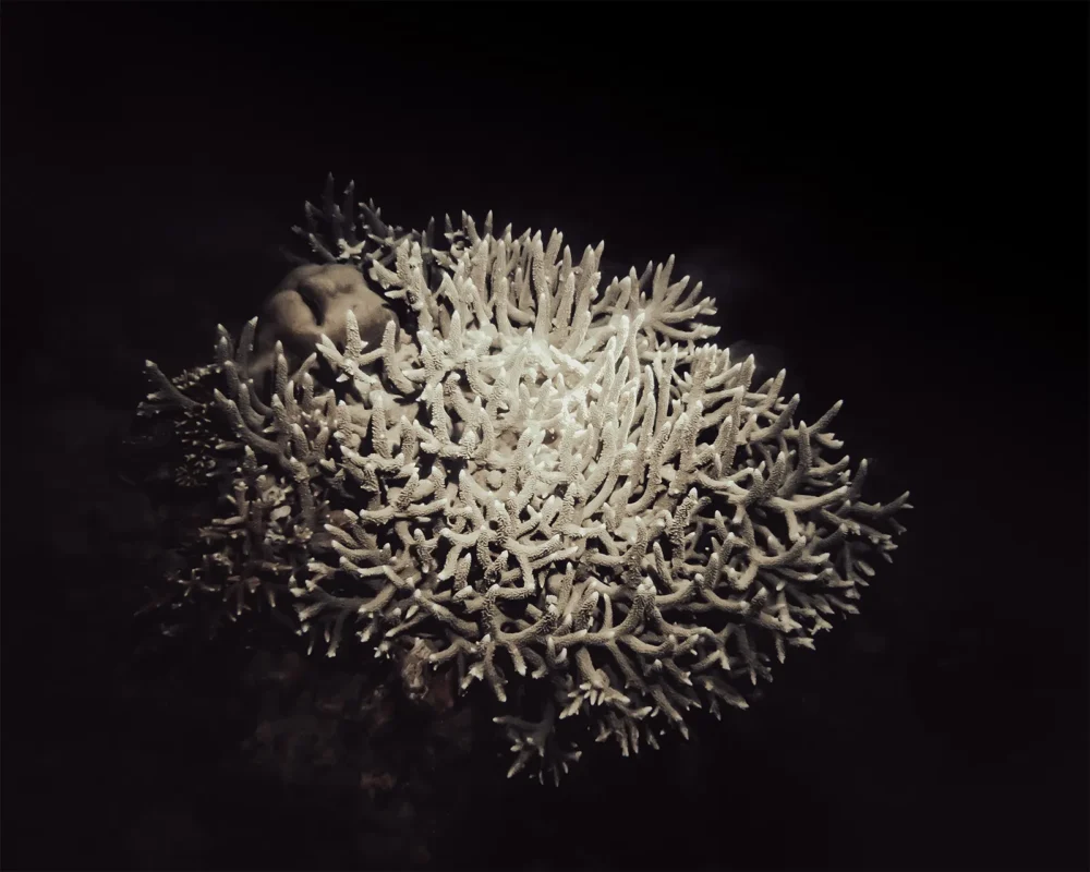 Night dive