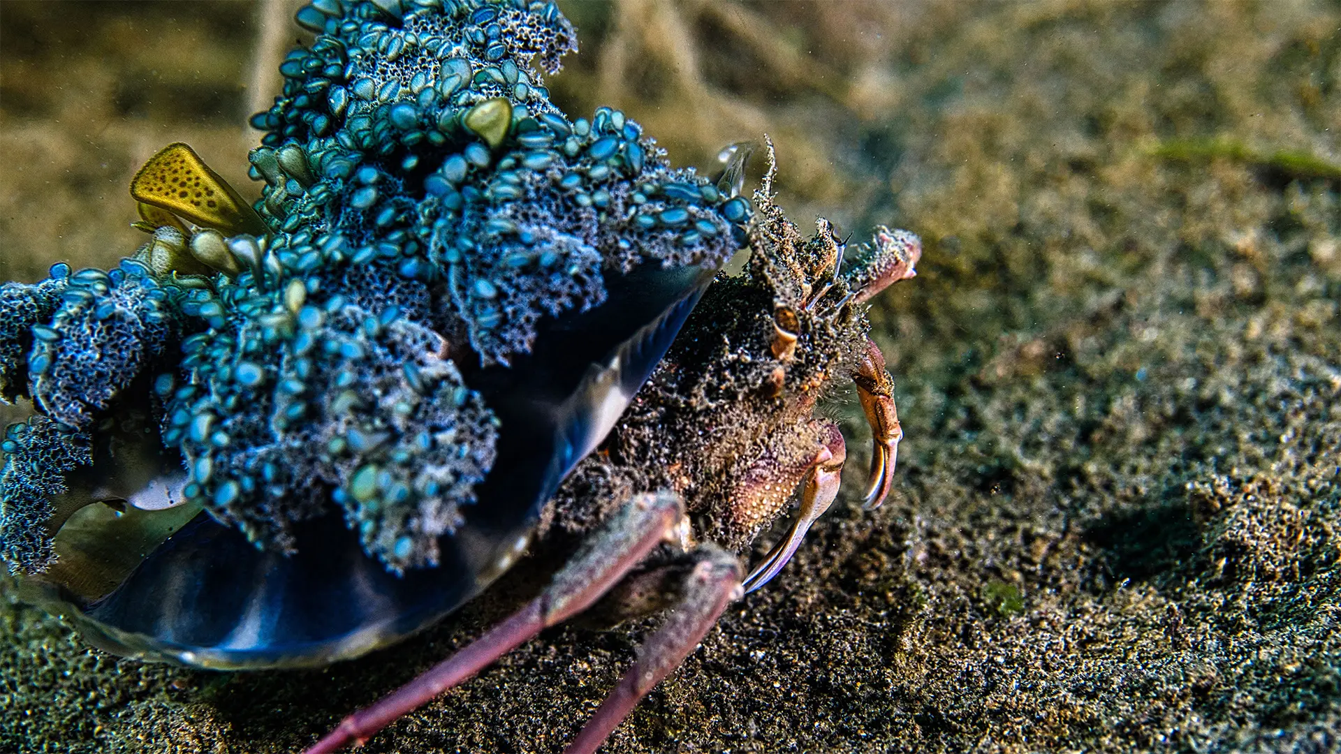 Carrier crab with an upside down jellyfish (image credit: Peter Vogt)