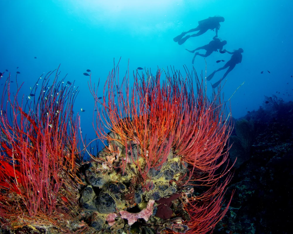 Discover Scuba Diving experience in Menjangan Island (image credit: Ken Findlay)