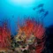Discover Scuba Diving experience in Menjangan Island (image credit: Ken Findlay)