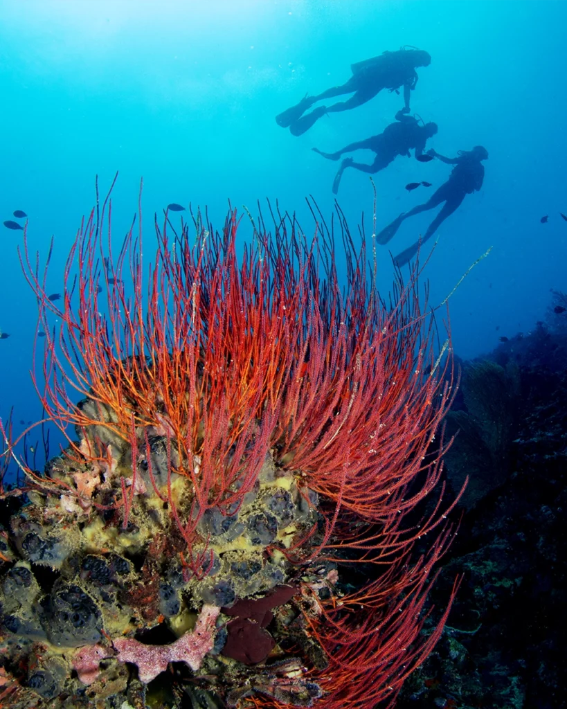 Discover Scuba Diving experience in Menjangan Island (image credit: Ken Findlay)