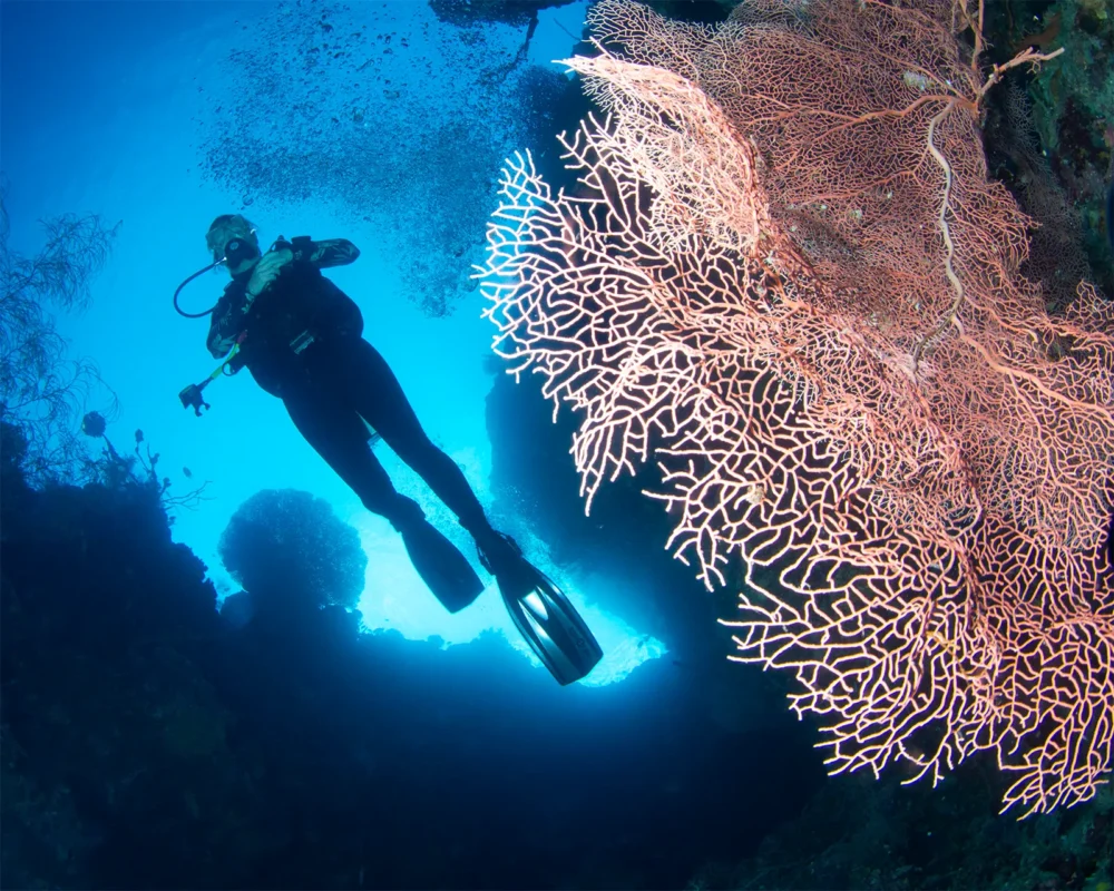 Diver beside a gorgonian sea fan at Menjangan Island (image credit: Ken Findlay)