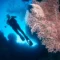 Diver beside a gorgonian sea fan at Menjangan Island (image credit: Ken Findlay)