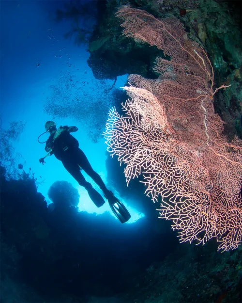 Diver beside a gorgonian sea fan in Menjangan Island (image credit: Ken Findlay)