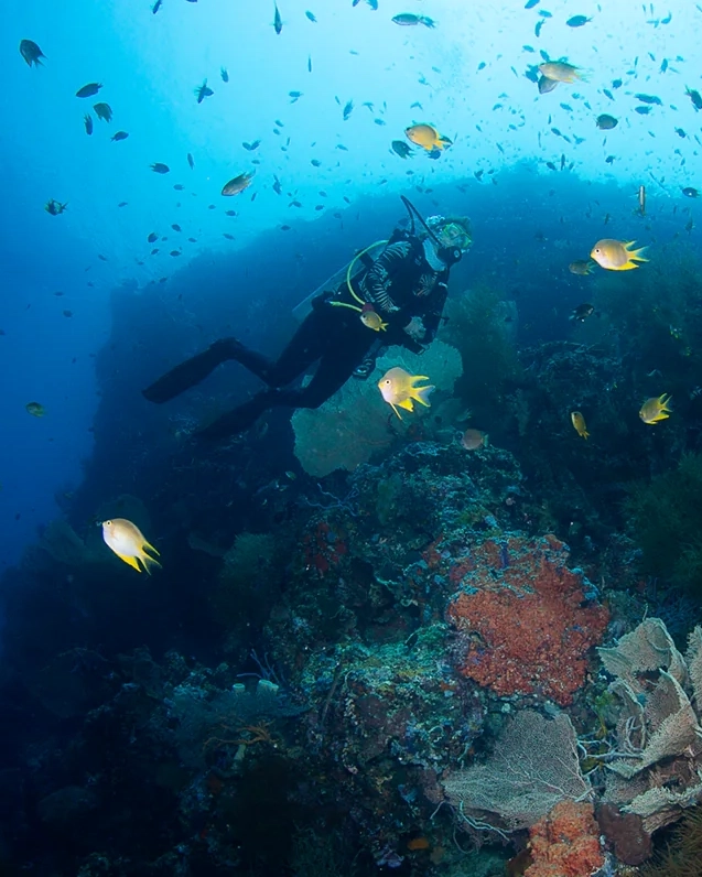 Diving in Menjangan Island