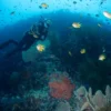 Diving in Menjangan Island