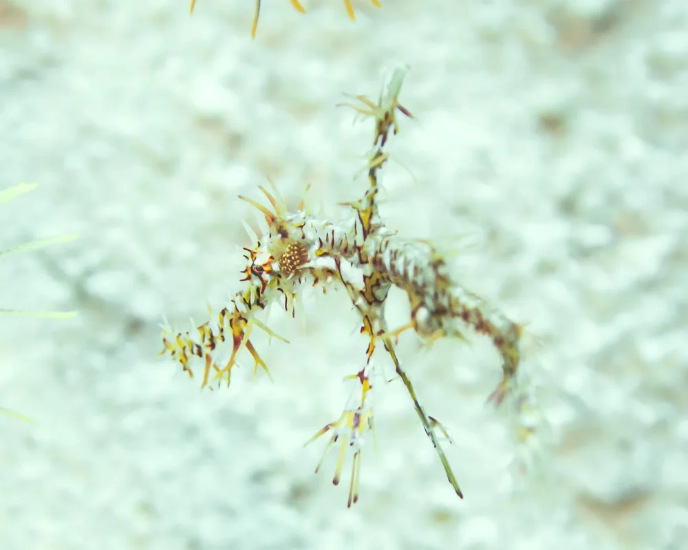 Ornate ghost pipefish photographed in Pemuteran
