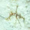 Ornate ghost pipefish photographed in Pemuteran