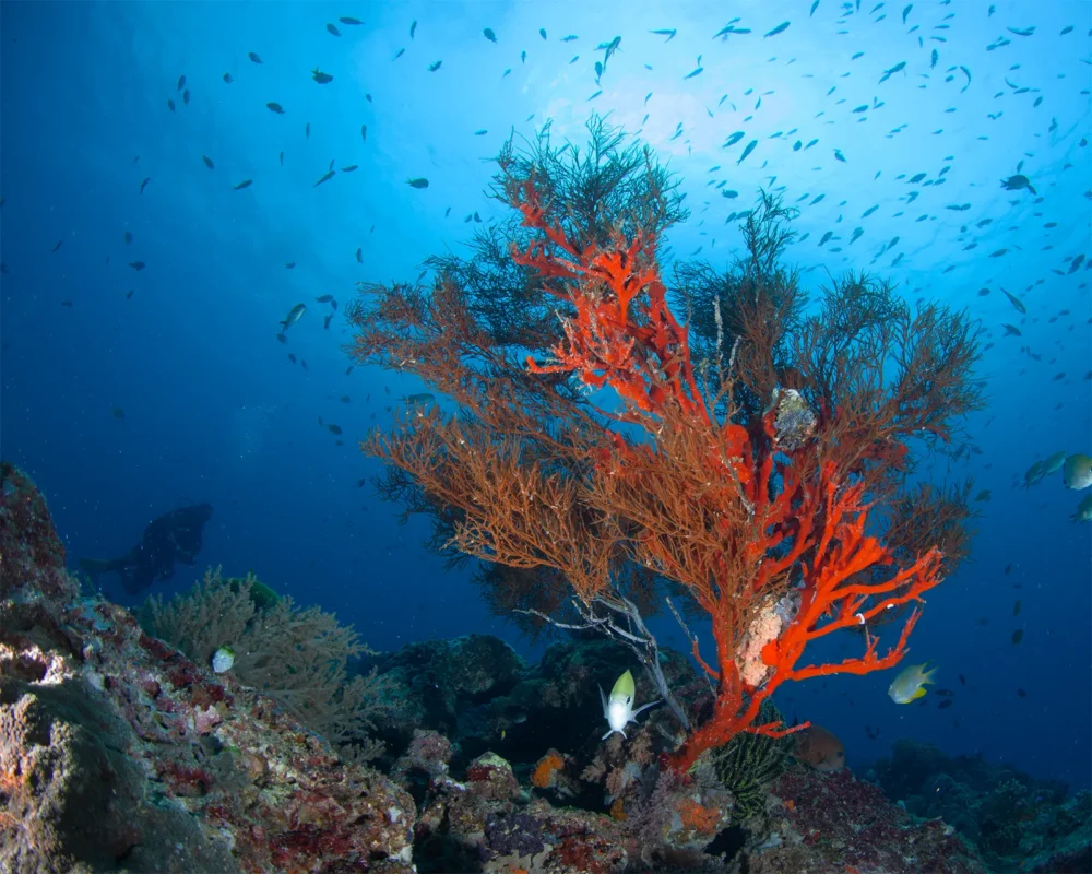 Coral reef edge at Menjangan Island (image credit: Ken Findlay)