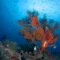 Coral reef edge at Menjangan Island (image credit: Ken Findlay)