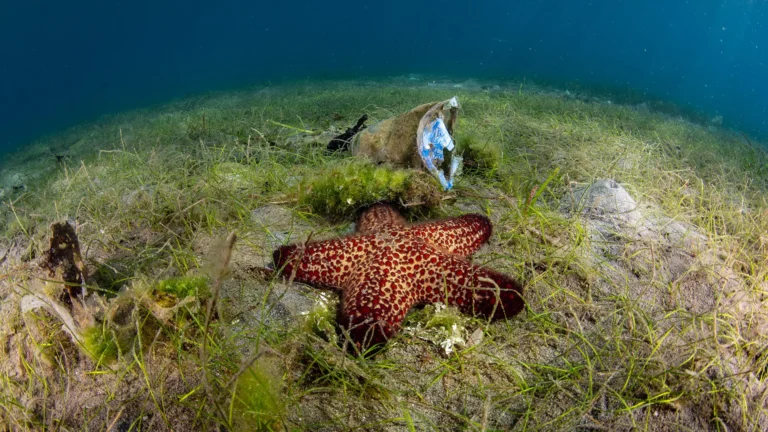 Seastar and a plastic cup in Pemuteran, Bali (image credit: Gonzalo Apesteguía Zamorano)