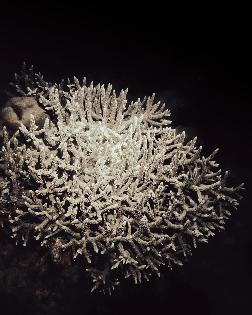 Night dive