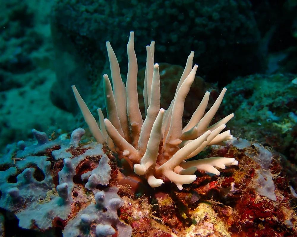 Rare Acropora suharsonoi in Pemuteran Bay