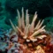 Rare Acropora suharsonoi in Pemuteran Bay