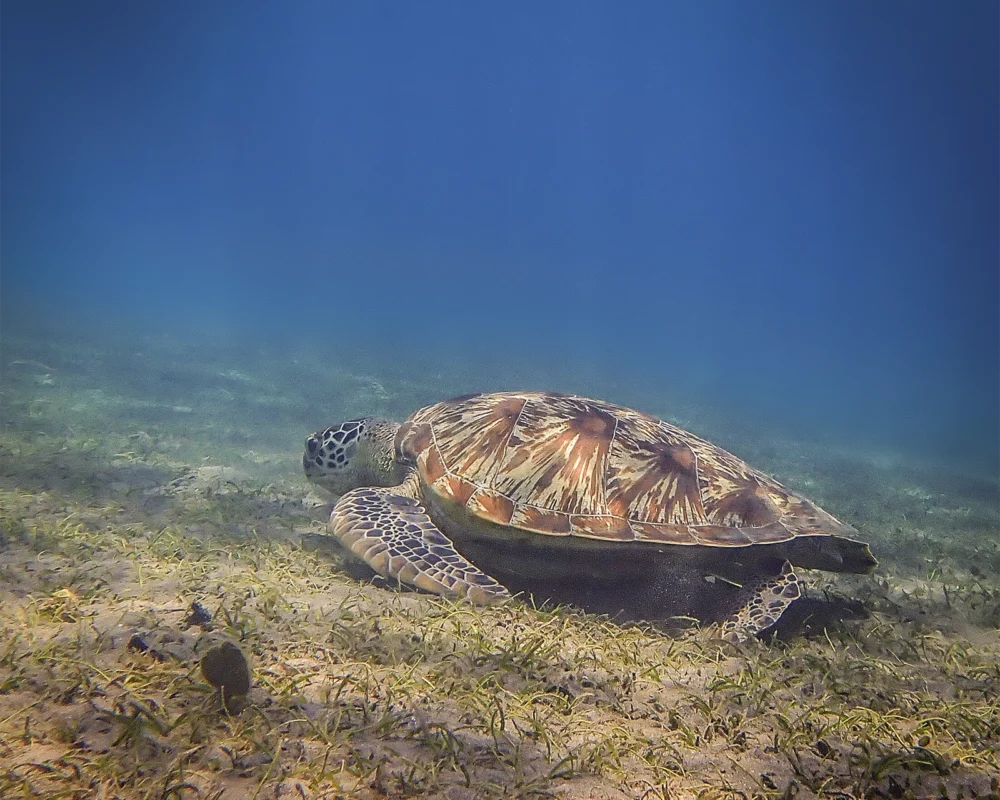Shore diving in Pemuteran