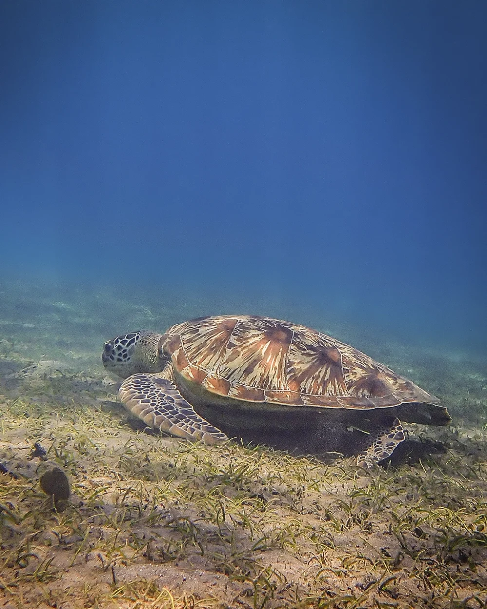Shore diving in Pemuteran