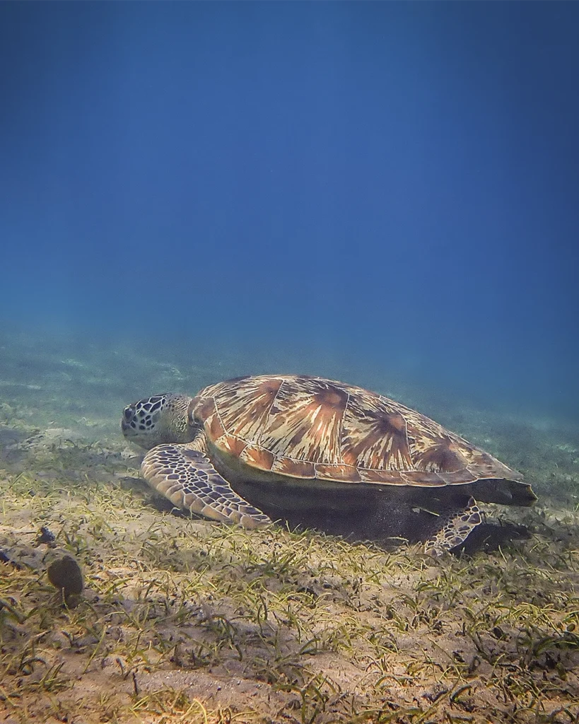 Shore diving in Pemuteran