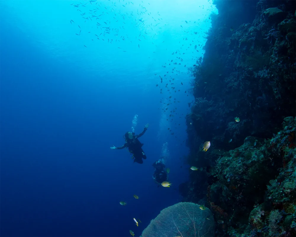 Vertical coral wall at Menjangan Island (image credit: Ken Findlay)