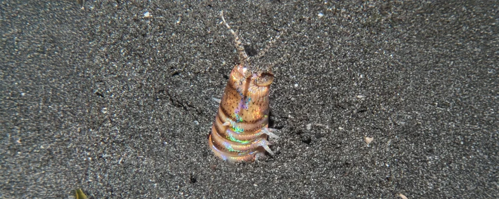 Macro diving in Secret Bay