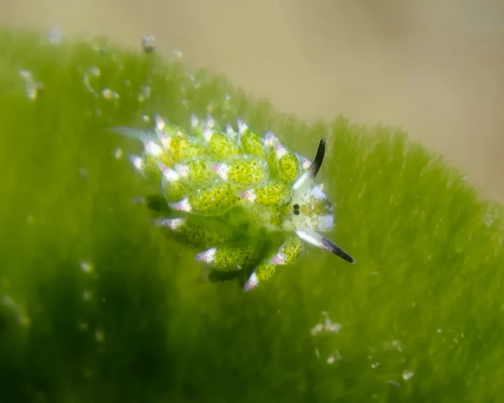 Macro diving in Puri Jati