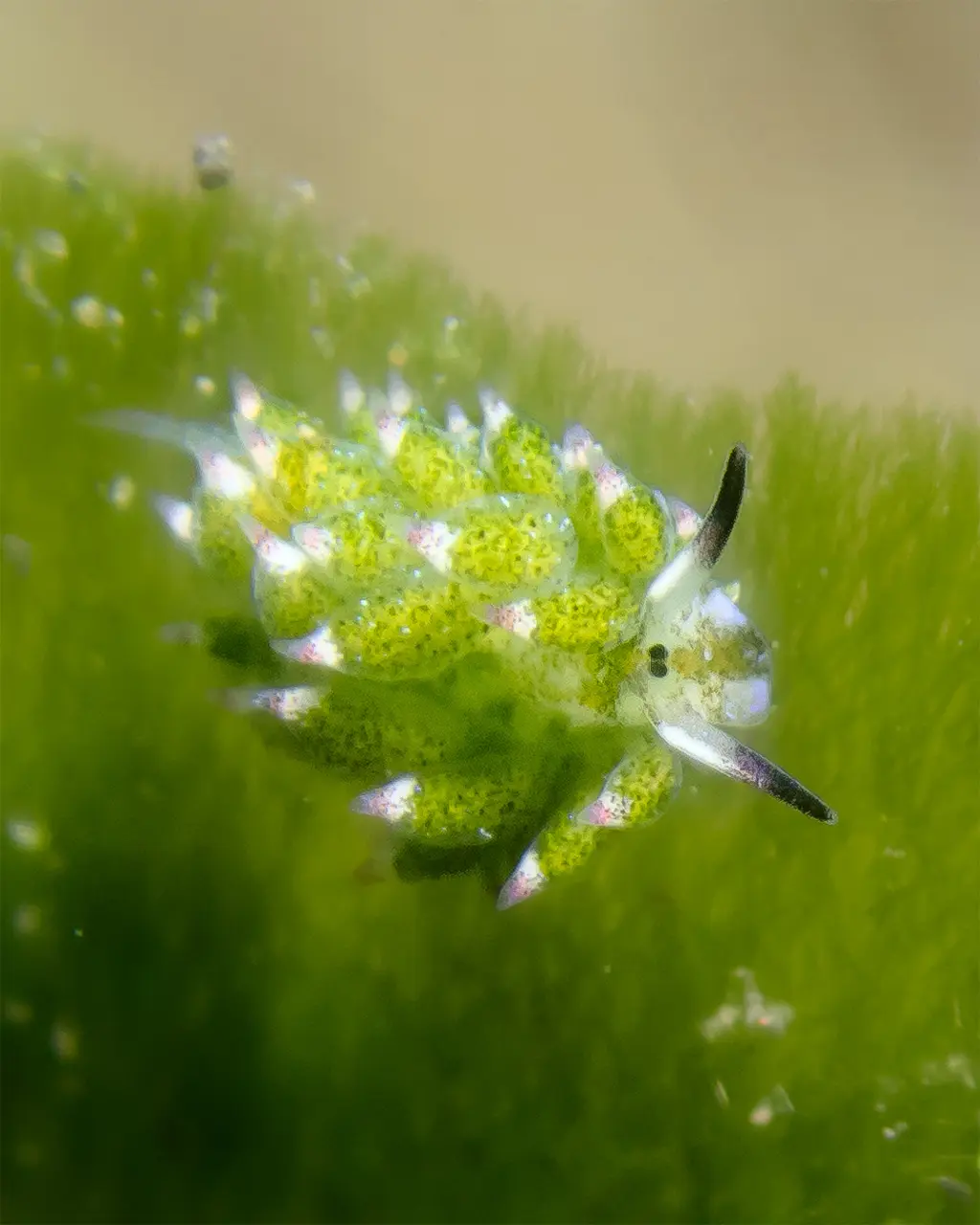 Macro diving in Puri Jati