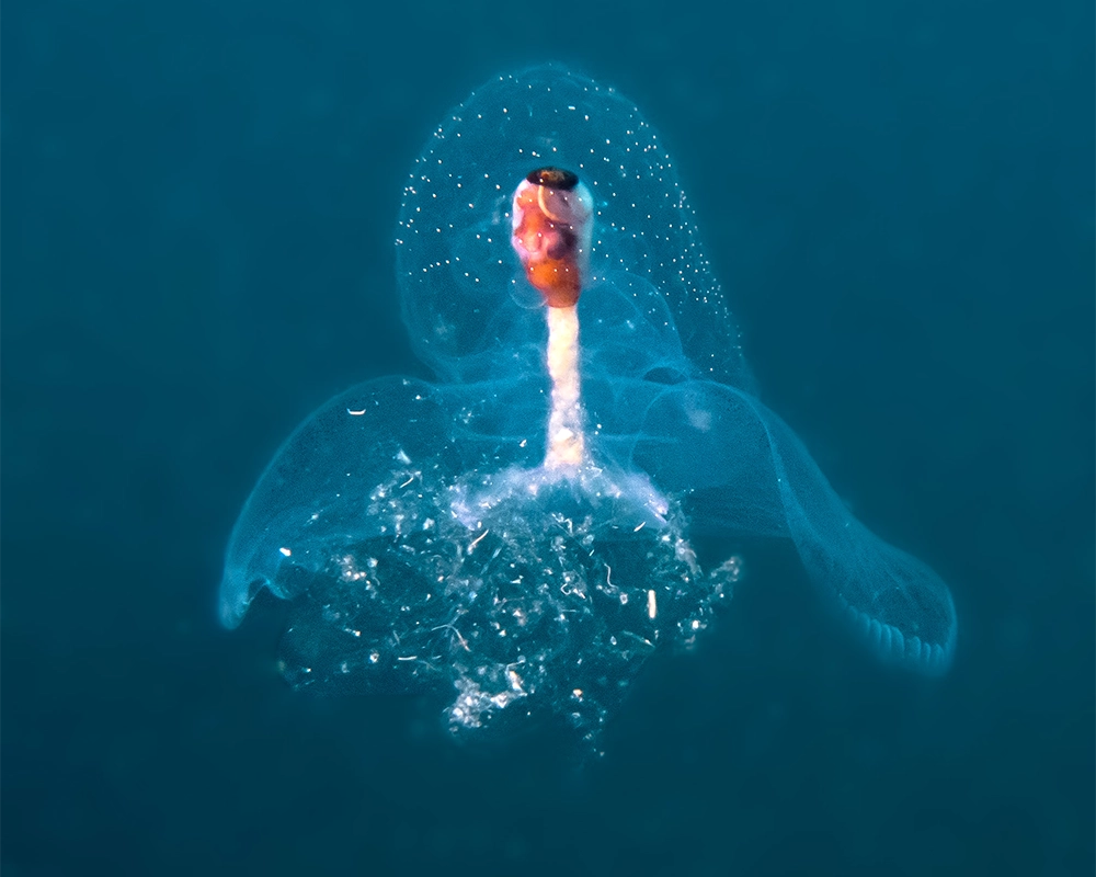 Macro diving in Puri Jati