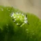 Macro diving in Puri Jati