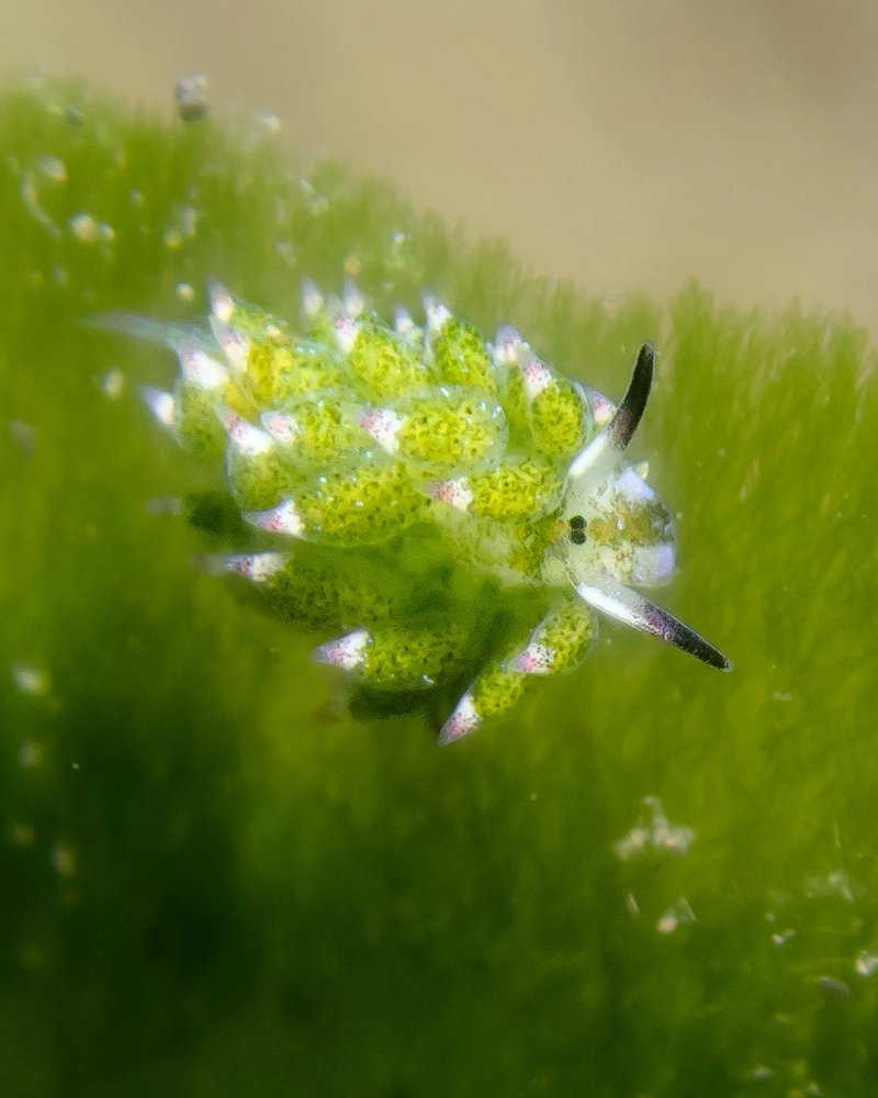 Macro diving in Puri Jati