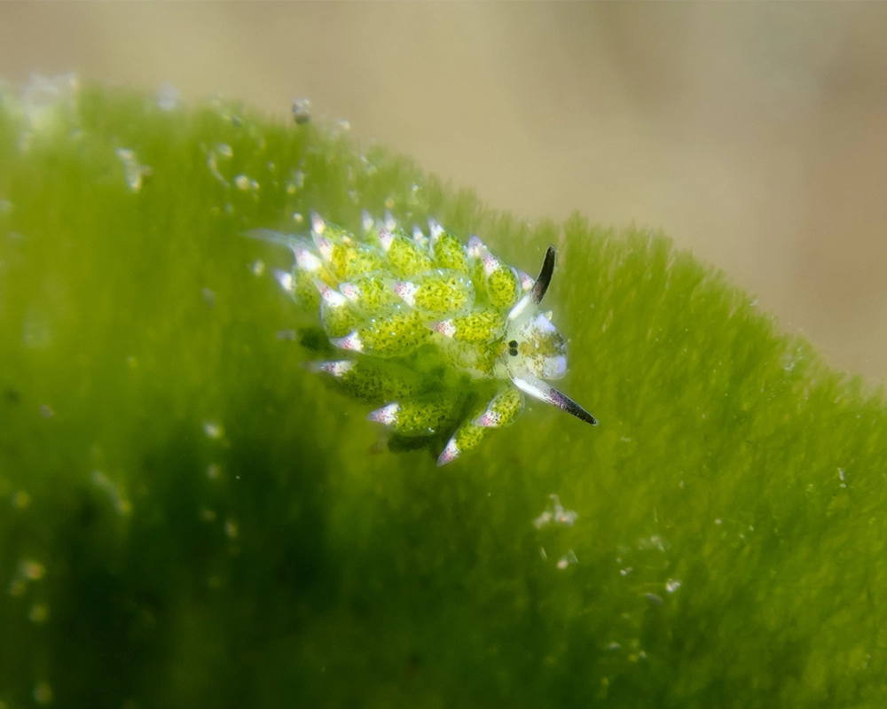 Macro diving in Puri Jati