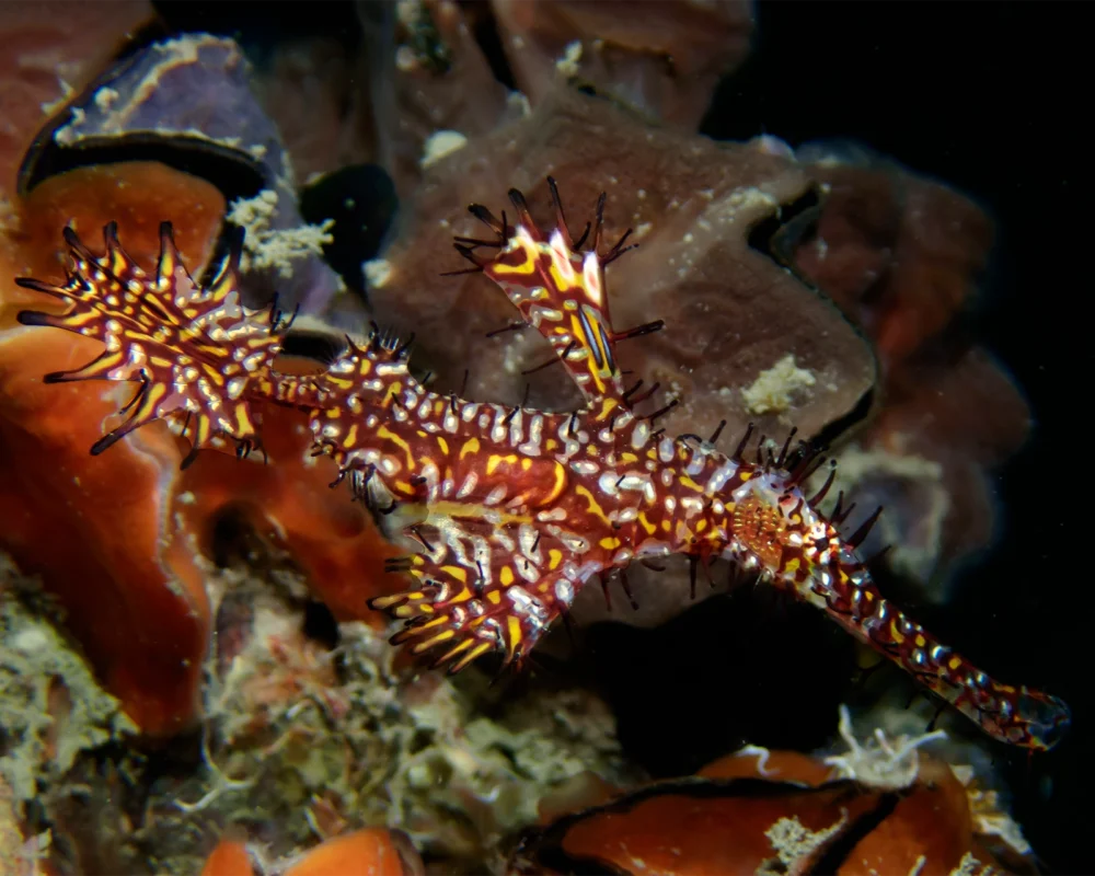 Ghost pipefish photographed during macro diving in Bali
