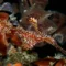 Ghost pipefish photographed during macro diving in Bali