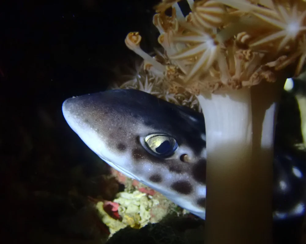 Coral catshark seen on a Pemuteran reef (image credit: Jane Kilpatrick)