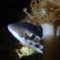 Coral catshark seen on a Pemuteran reef (image credit: Jane Kilpatrick)