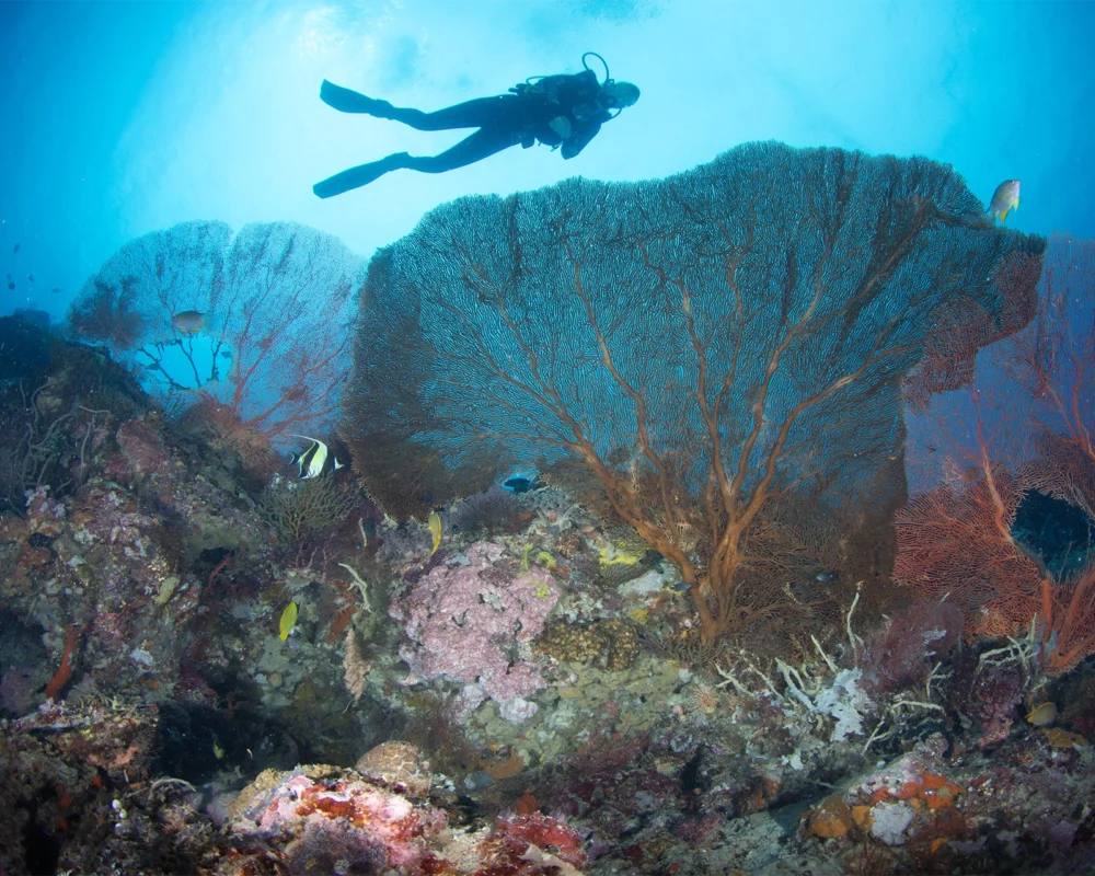 Coral reef diving at Menjangan Island (image credit: Ken Findlay)