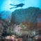 Coral reef diving at Menjangan Island (image credit: Ken Findlay)