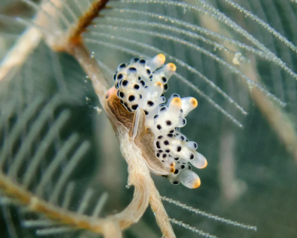 Doto nudibranch photographed in Puri Jati