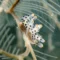 Doto nudibranch photographed in Puri Jati