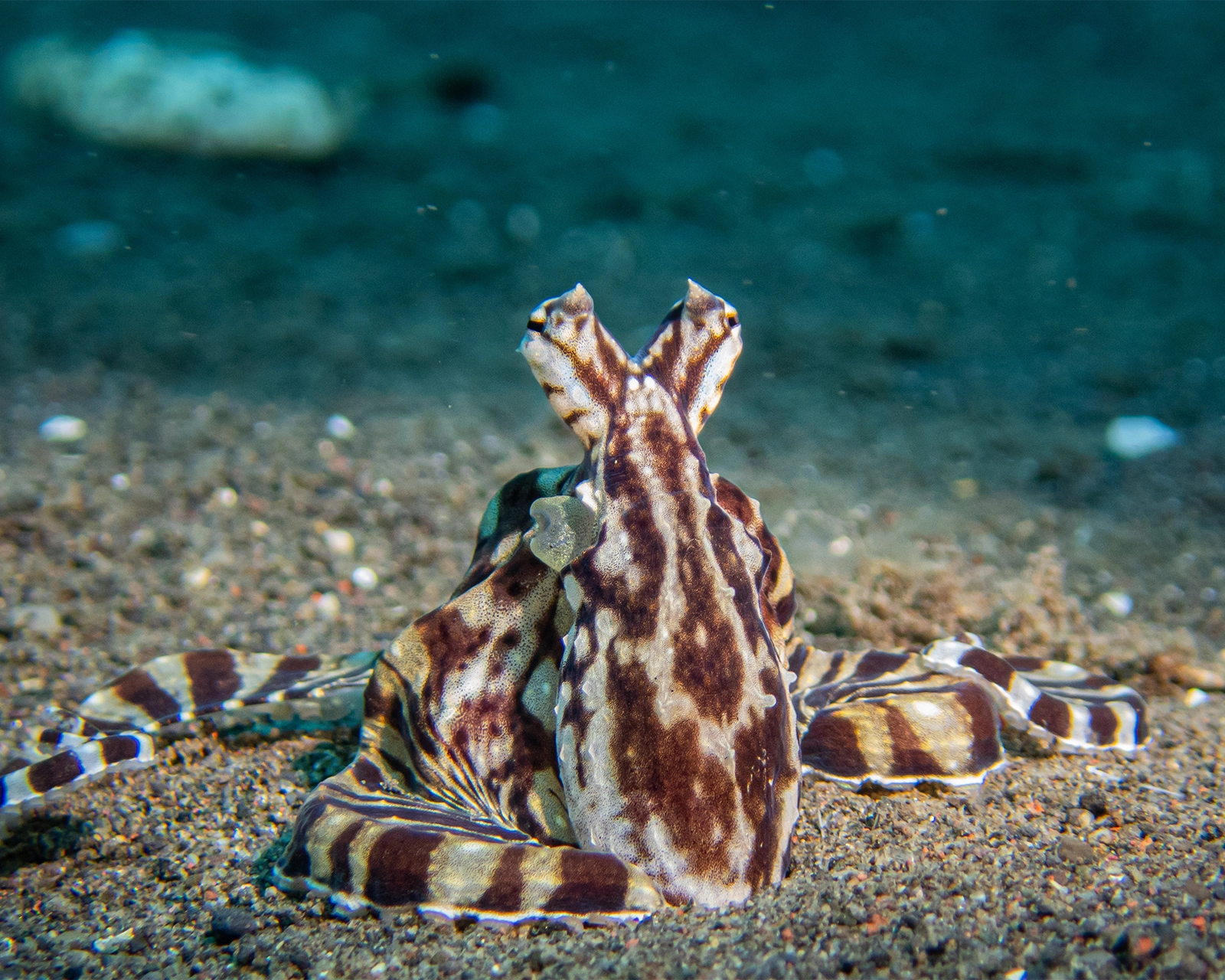 Mimic octopus Thaumoctopus mimicus during macro diving in Pemuteran
