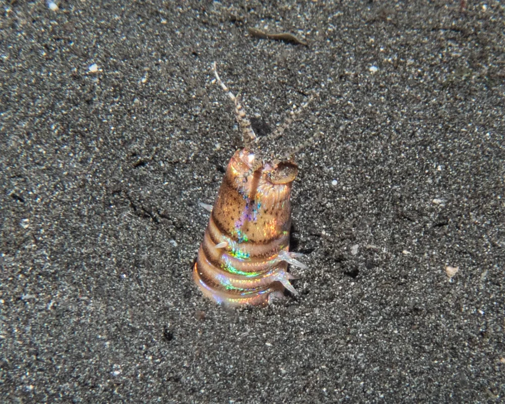 Bobbit worm Eunice Aphroditois photographed during macro diving in Pemuteran