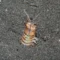 Bobbit worm Eunice Aphroditois photographed during macro diving in Pemuteran