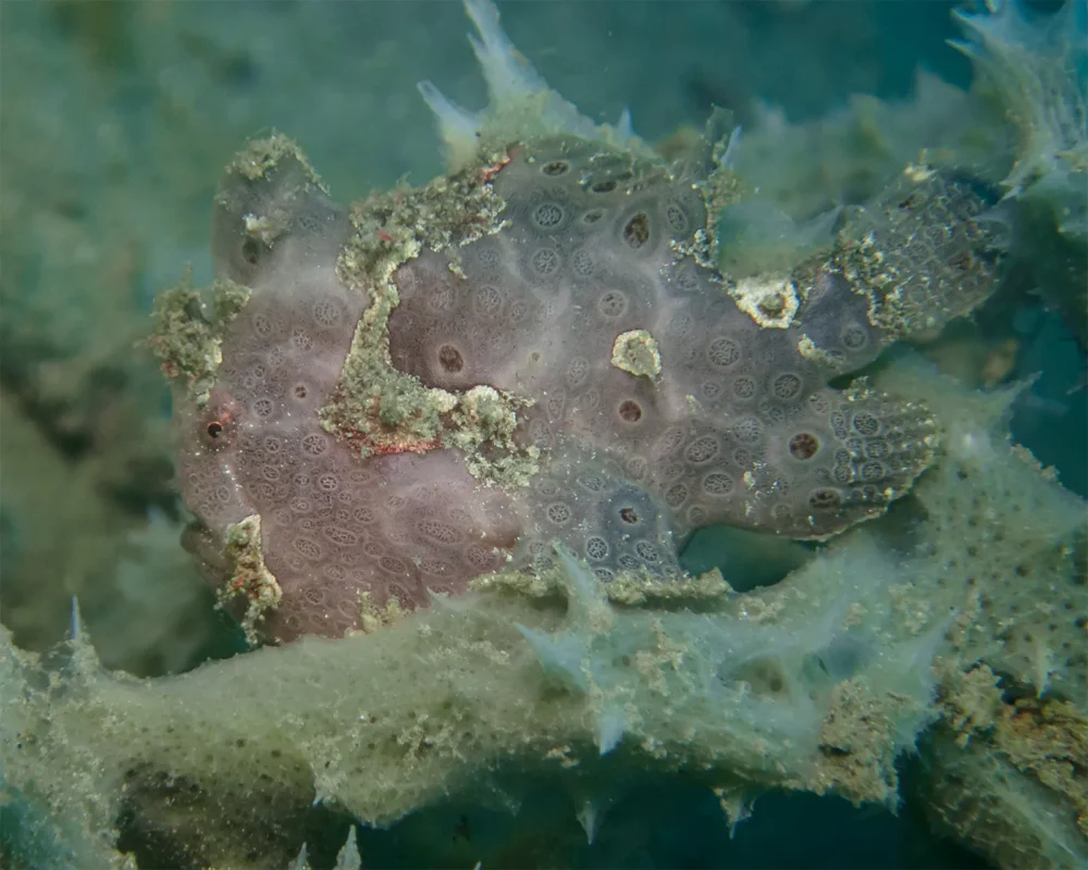 Painted frogfish Antennarius pictus photographed during macro diving in Pemuteran