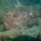 Painted frogfish Antennarius pictus photographed during macro diving in Pemuteran