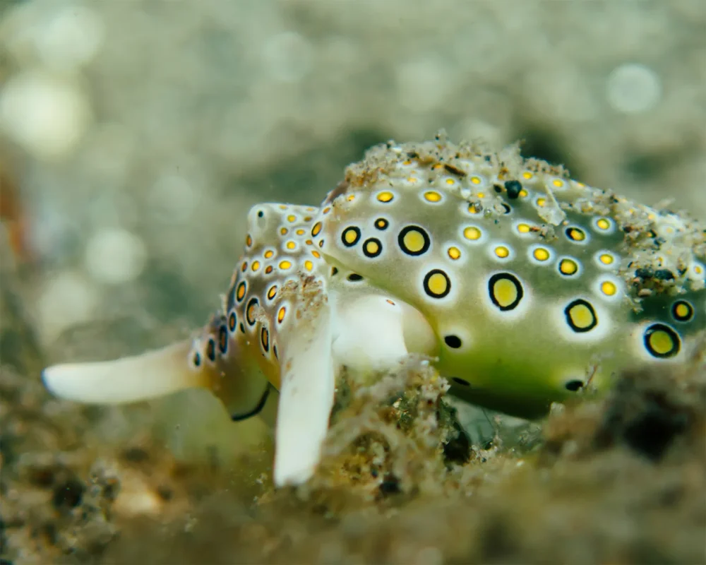 Macro diving in Secret Bay